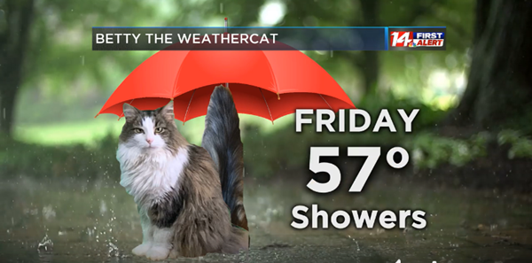 Chú mèo bỗng nhiên nổi tiếng vì cắt ngang chương trình dự báo thời tiết của chủ ảnh 4