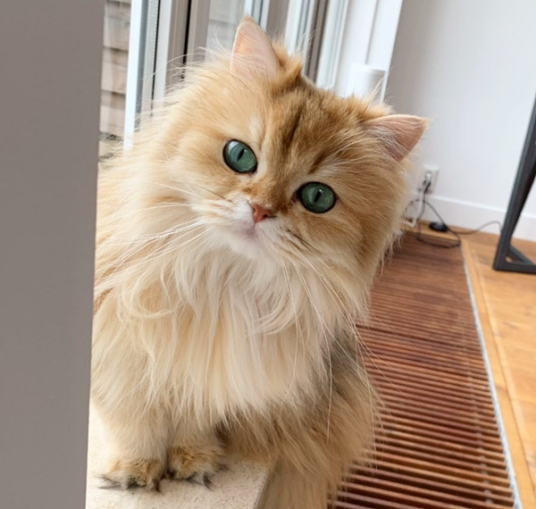 Smoothie - chú mèo không bao giờ có nổi một bức ảnh xấu! ảnh 1