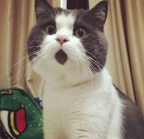 10 bạn mèo có bộ lông quá độc: Hình trái tim trên người, mang “mặt nạ Người Dơi”... ảnh 5