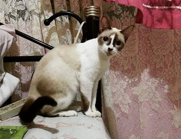 10 bạn mèo có bộ lông quá độc: Hình trái tim trên người, mang “mặt nạ Người Dơi”... ảnh 4