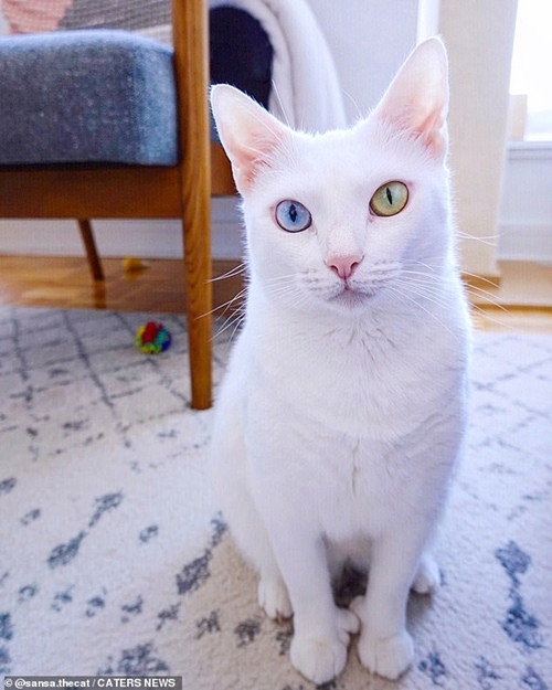 Bé mèo bị chủ cũ vứt đi chỉ vì 2 mắt có 2 màu khác nhau đã tìm được gia đình mới ảnh 2