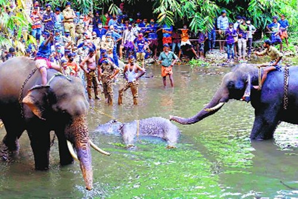 Sau vụ việc voi mẹ chết vì ăn phải dứa nhồi pháo hoa, Ấn Độ thề có “hành động mạnh” ảnh 1
