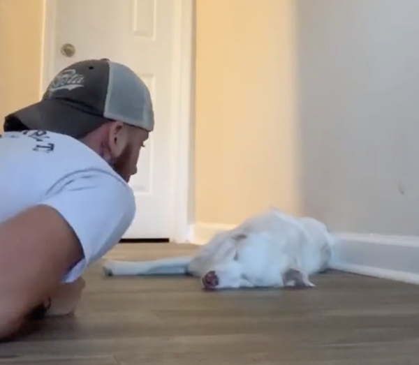 Tại sao câu chuyện người chủ đánh thức chú chó dậy lại nhận được 13 triệu lượt “like“? ảnh 2