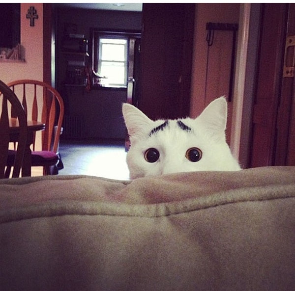 10 bạn mèo có bộ lông quá độc: Hình trái tim trên người, mang “mặt nạ Người Dơi”... ảnh 7