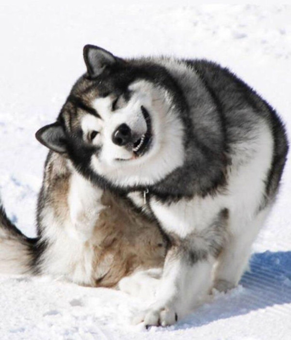 Xem ảnh xong, bạn sẽ tin chó Malamute là những “gã khổng lồ” mặt ngố và hiền khô ảnh 1