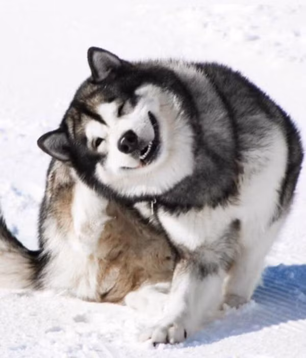 Xem ảnh xong, bạn sẽ tin chó Malamute là những “gã khổng lồ” mặt ngố và hiền khô ảnh 1