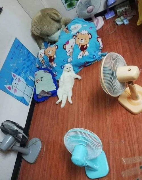 Chú mèo theo chủ đi bán dưa hấu, gườm gườm canh chừng dưa nhưng ai cũng yêu ảnh 6