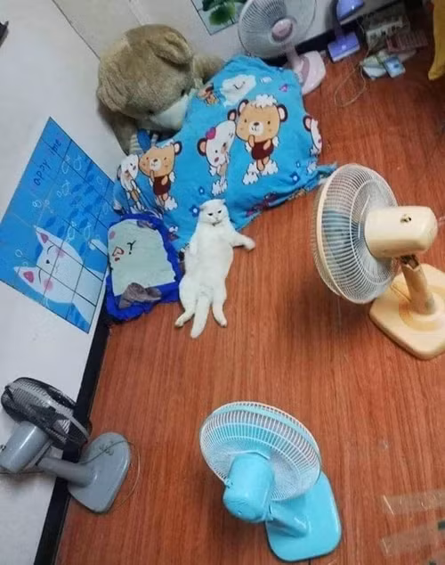 Chú mèo theo chủ đi bán dưa hấu, gườm gườm canh chừng dưa nhưng ai cũng yêu ảnh 6