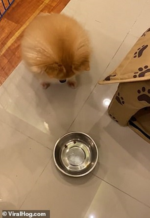 Clip cún yêu giận dỗi đá văng tô thức ăn vì bị chủ “troll” thu hút hơn 20 triệu lượt xem ảnh 2