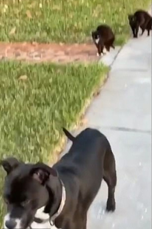 Can đảm hơn là thắng: “Team” mèo đường phố khiến chó to cũng sợ chạy mất hút ảnh 4