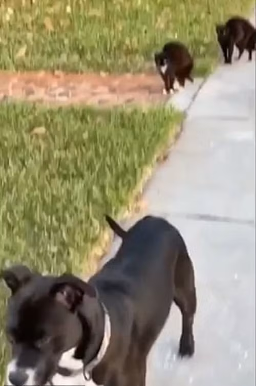 Can đảm hơn là thắng: “Team” mèo đường phố khiến chó to cũng sợ chạy mất hút ảnh 4