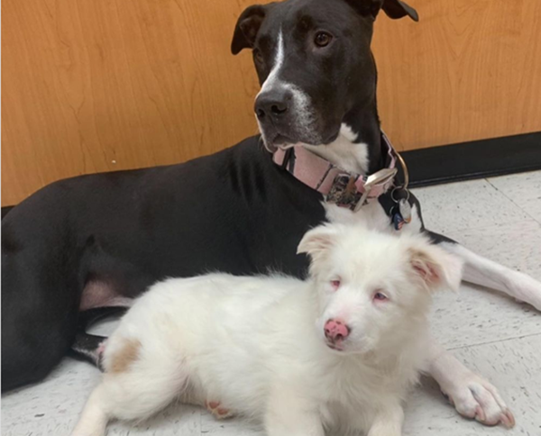 Tại sao câu chuyện người chủ đánh thức chú chó dậy lại nhận được 13 triệu lượt “like“? ảnh 4