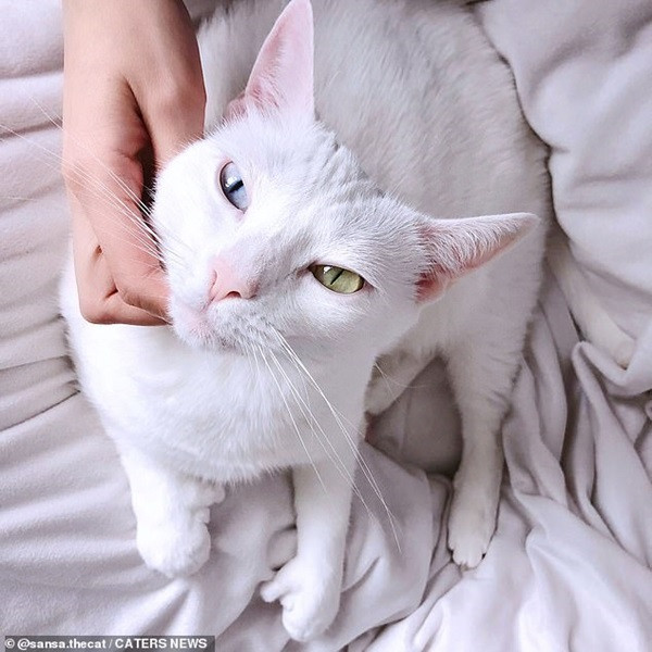 Bé mèo bị chủ cũ vứt đi chỉ vì 2 mắt có 2 màu khác nhau đã tìm được gia đình mới ảnh 4