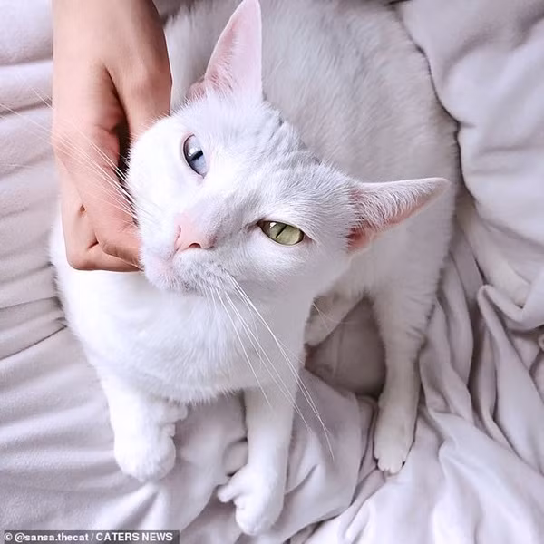 Bé mèo bị chủ cũ vứt đi chỉ vì 2 mắt có 2 màu khác nhau đã tìm được gia đình mới ảnh 4