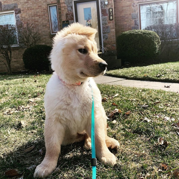 Chú chó một tai trở thành ngôi sao Tik Tok vì trông giống… kỳ lân một sừng! ảnh 2