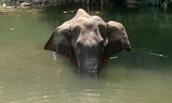 Sau vụ việc voi mẹ chết vì ăn phải dứa nhồi pháo hoa, Ấn Độ thề có “hành động mạnh” ảnh 3