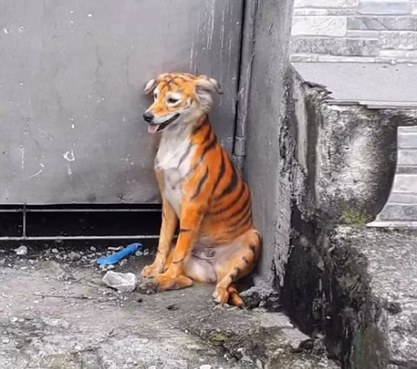 Một chú chó bị nhuộm lông giống hệt con hổ, cư dân mạng không thấy buồn cười, chỉ phẫn nộ ảnh 2