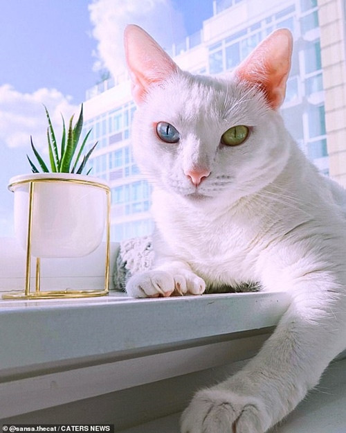 Bé mèo bị chủ cũ vứt đi chỉ vì 2 mắt có 2 màu khác nhau đã tìm được gia đình mới ảnh 3