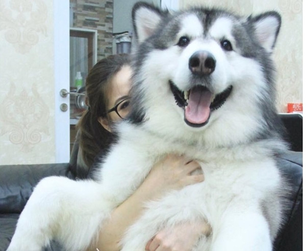Xem ảnh xong, bạn sẽ tin chó Malamute là những “gã khổng lồ” mặt ngố và hiền khô ảnh 9