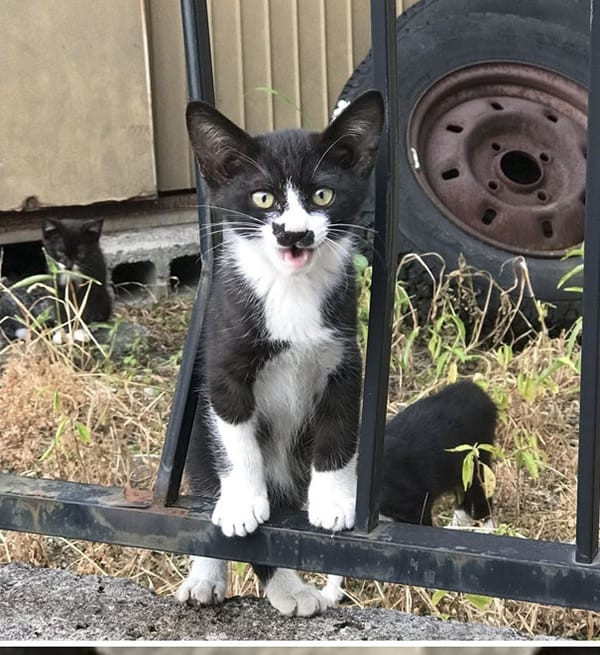 10 bạn mèo có bộ lông quá độc: Hình trái tim trên người, mang “mặt nạ Người Dơi”... ảnh 3