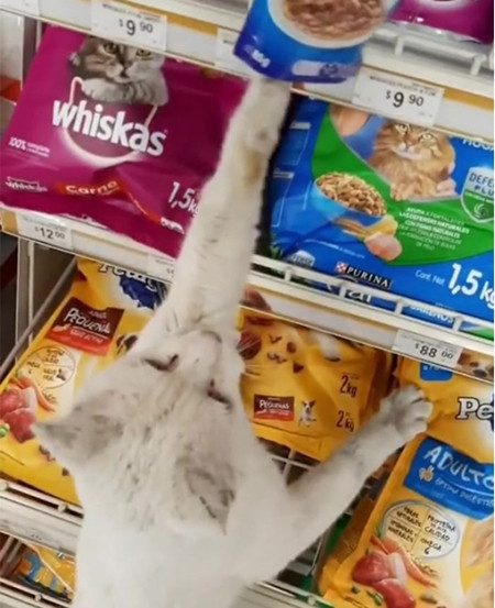 Chú mèo hoang thông minh “dụ” một người mua thức ăn cho mình, rồi được nhận nuôi luôn ảnh 4