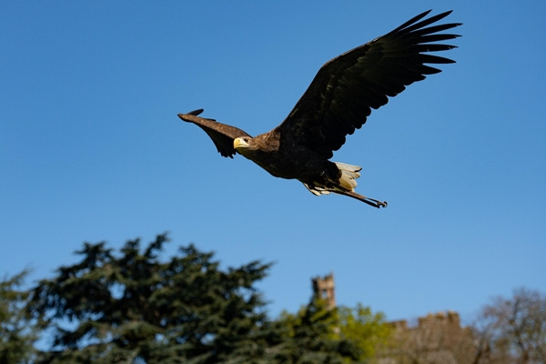Biểu tượng hồi sinh: Lần đầu sau 240 năm, đại bàng đuôi trắng lại sải cánh trên bầu trời ảnh 3