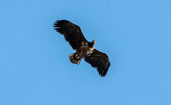 Biểu tượng hồi sinh: Lần đầu sau 240 năm, đại bàng đuôi trắng lại sải cánh trên bầu trời ảnh 1