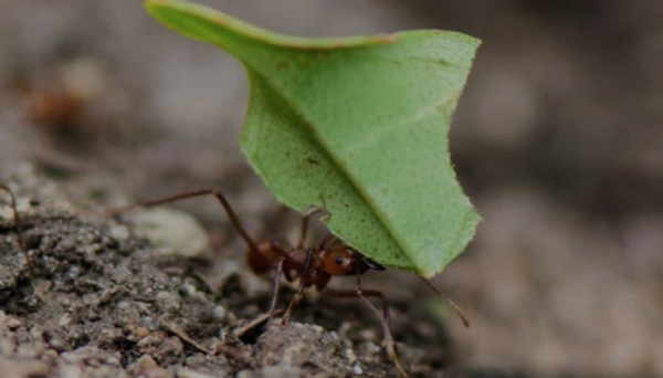 Hơn 1,7 triệu người tham gia nhóm Facebook lạ lùng này để được nhập vai… những chú kiến ảnh 3
