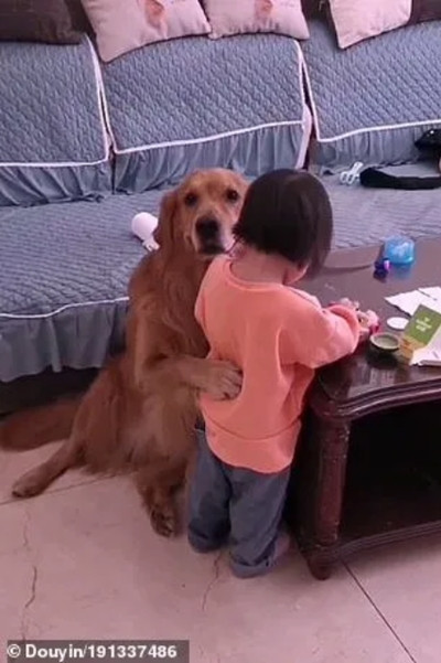 Chú chó bảo vệ cô bé bị mẹ mắng dễ thương thế này, tại sao lại bị cộng đồng mạng nghi ngờ? ảnh 4