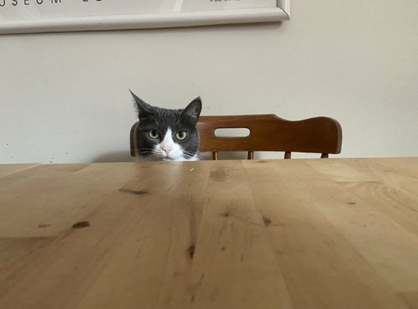 Tha hồ cười: Cộng đồng mạng chia sẻ ảnh học và làm việc ở nhà với thú cưng thời cách ly ảnh 2