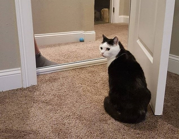 “Chú mèo hư nhất thế giới” Perdita cuối cùng đã được một gia đình nhận nuôi ảnh 2