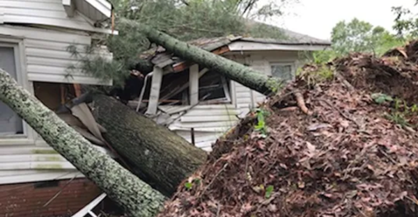 Nhiều cây cổ thụ đổ trong vài ngày, có cả cây lớn ở trường đại học, đây là “lời cảnh báo“? ảnh 3