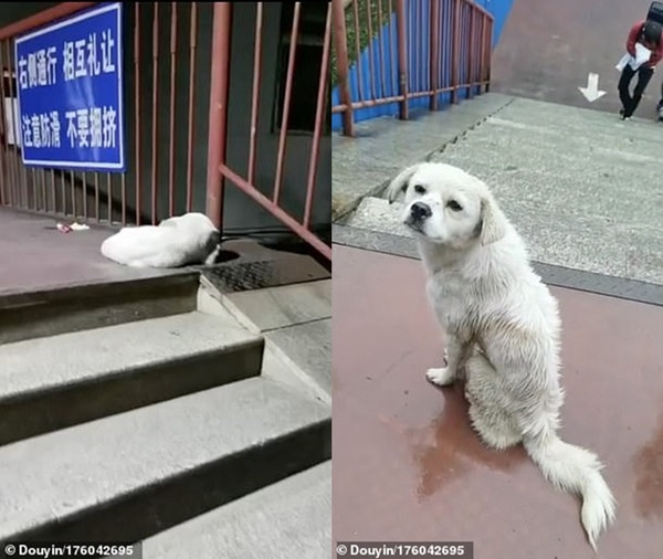 Bị ngăn cách bởi tường rào trường đại học, hai chú chó cứ ngồi đợi nhau kể cả lúc trời mưa ảnh 2