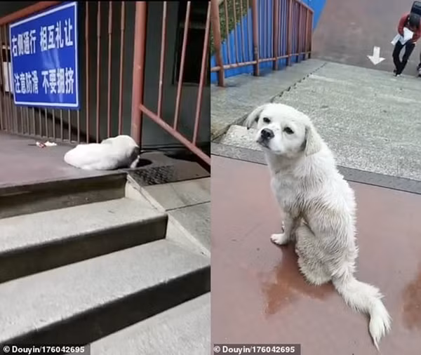 Bị ngăn cách bởi tường rào trường đại học, hai chú chó cứ ngồi đợi nhau kể cả lúc trời mưa ảnh 2