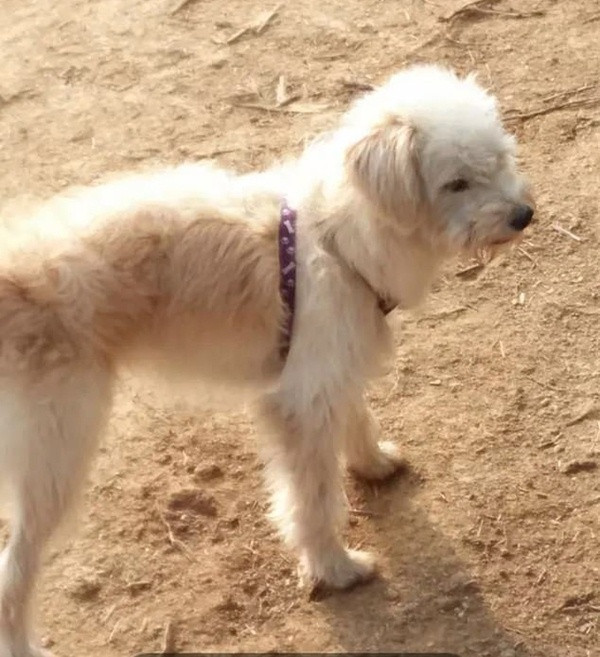 Bị chủ bỏ quên ở cách nhà 60km, chú chó tìm đường suốt gần một tháng để quay về với chủ ảnh 1