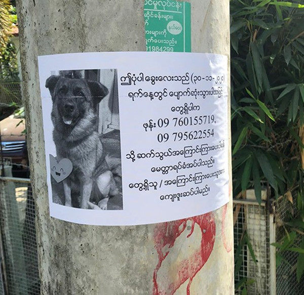 Tờ thông báo tìm kiếm Ki Ki. Ảnh: Myat MMM. Chú chó đi lạc có cách cực thông minh để chủ tìm thấy mình, chủ cũng không tưởng tượng ra ảnh 1