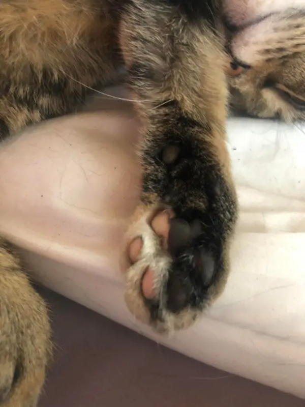 Cuộc sống không phải lúc nào cũng bình thường: Những bức ảnh bất ngờ chứng minh điều đó ảnh 7