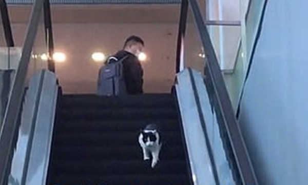 Chỉ là chú mèo chạy nhầm chiều thang cuốn vậy mà hơn 6 triệu người xem, lý do là gì vậy? ảnh 3