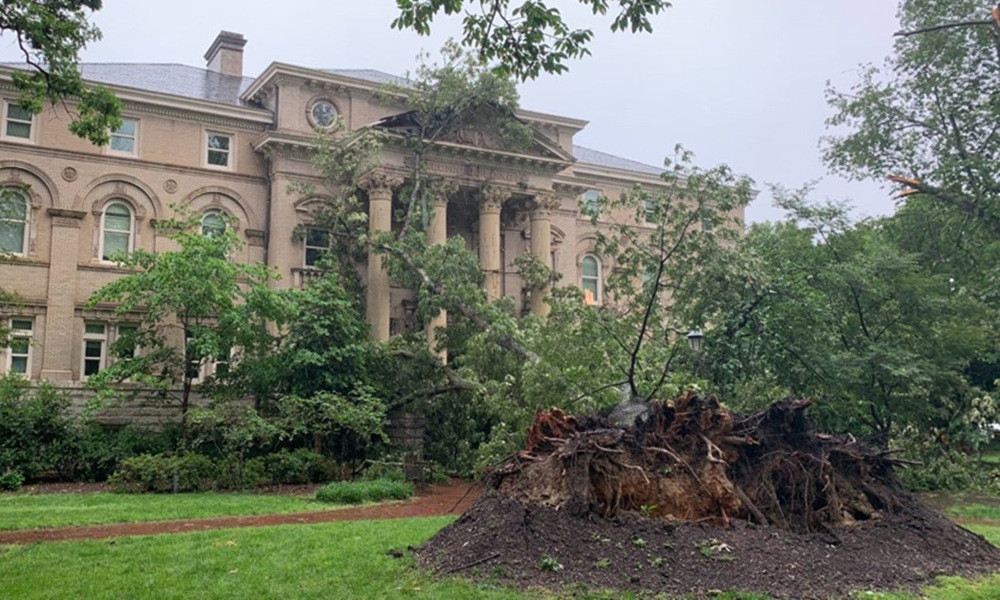 Vụ cây đổ khiến học sinh tử vong: Kiểm tra và xử lý cây phượng còn lại trong trường ảnh 4