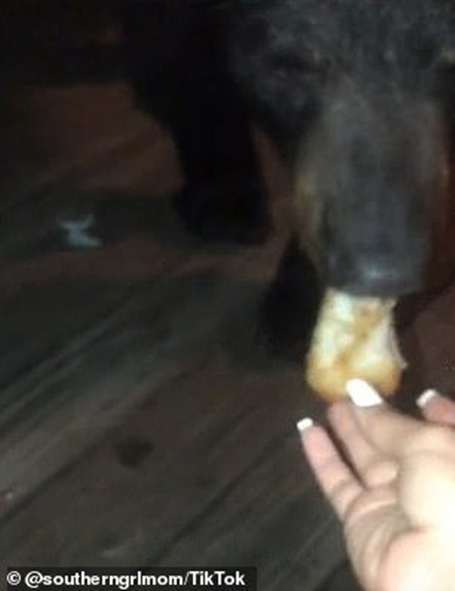 Cho gấu ăn dưa hấu rồi chụp ảnh khoe trên mạng, cô gái không biết mình đối diện hậu quả gì ảnh 2