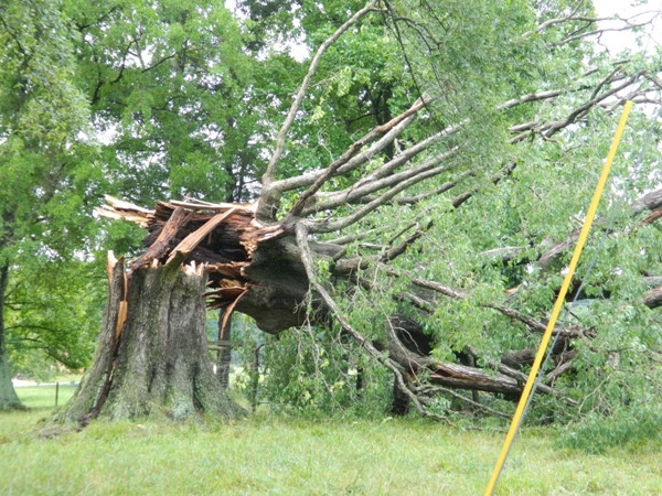 Nhiều cây cổ thụ đổ trong vài ngày, có cả cây lớn ở trường đại học, đây là “lời cảnh báo“? ảnh 4