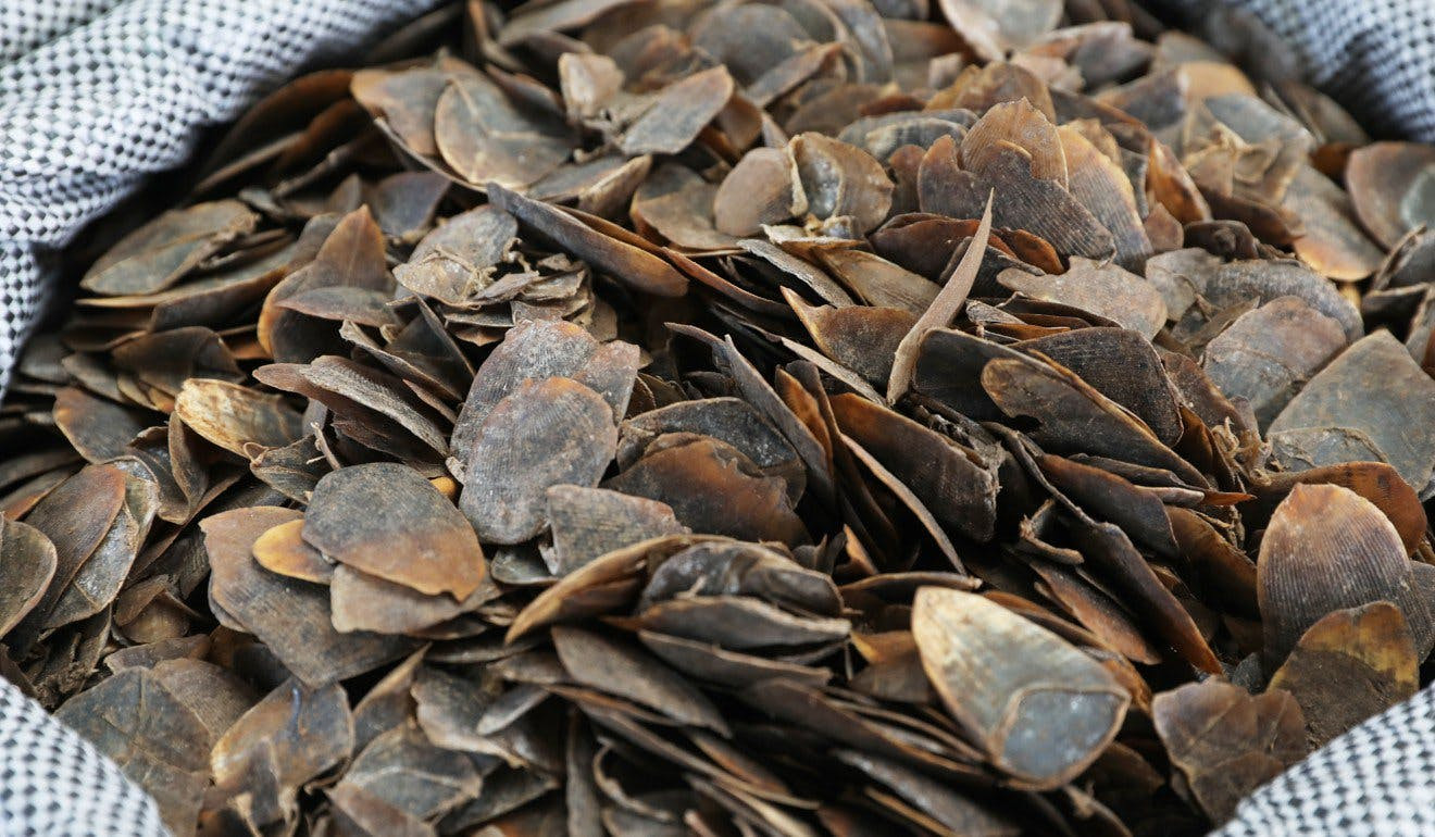 Giới nghiên cứu Trung Quốc: Tê tê có thể là vật chủ trung gian cho coronavirus ảnh 2