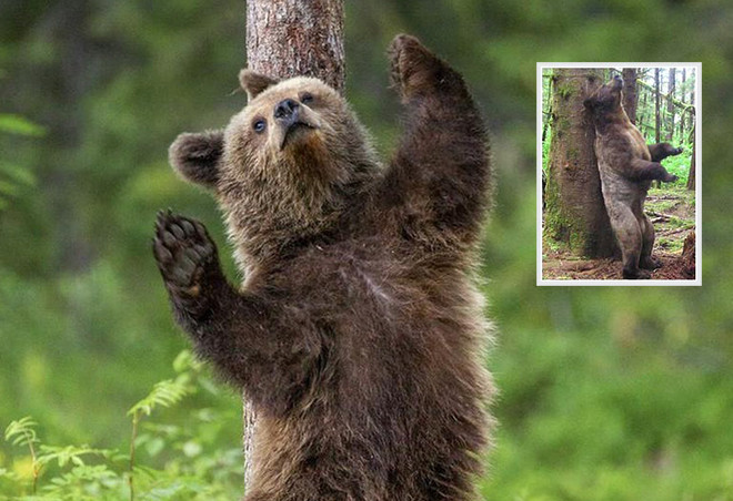 1001 thắc mắc: Lí do gì khiến gấu xám hay chà sát lưng vào cây? ảnh 2