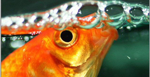 1001 thắc mắc: Cá có bao giờ bị khát không, chúng uống nước như thế nào? ảnh 1