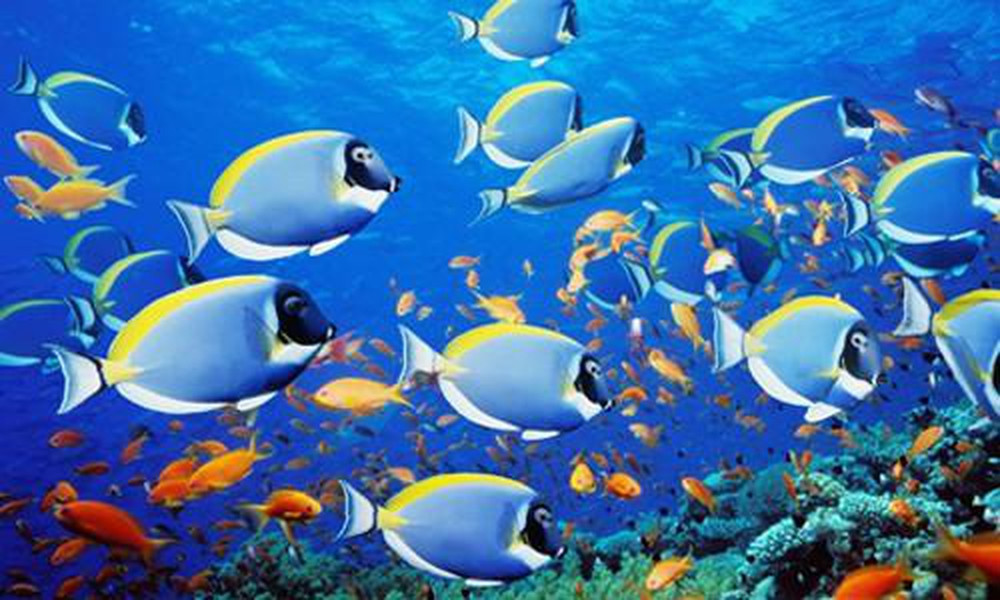 1001 thắc mắc: Cá có bao giờ bị khát không, chúng uống nước như thế nào? ảnh 2