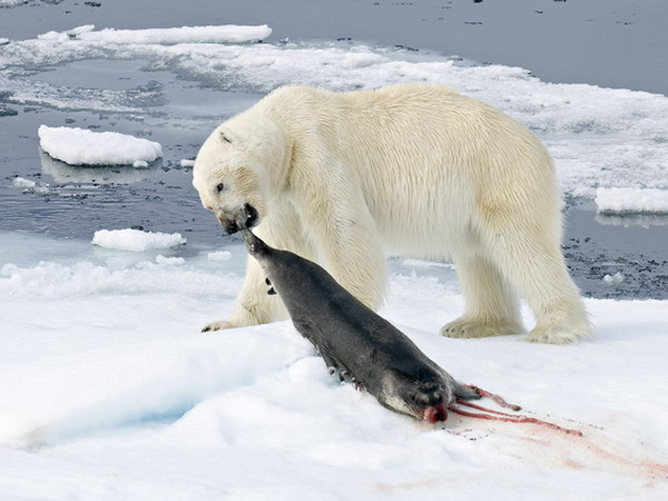 1001 thắc mắc: Bí mật gì sau bộ lông của gấu Bắc Cực? ảnh 2