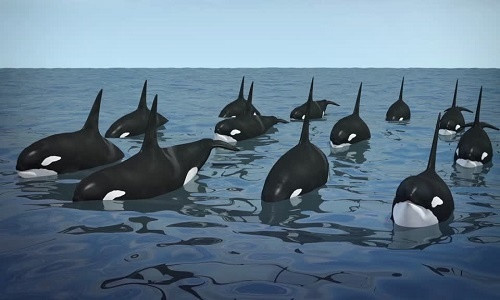 1001 thắc mắc: Tại sao cá voi sát thủ không ăn thịt người? ảnh 1