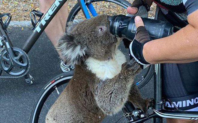 Vì sao gấu Koala tu nước ‘ừng ực’ dù trước đây chẳng hề uống nước? ảnh 2