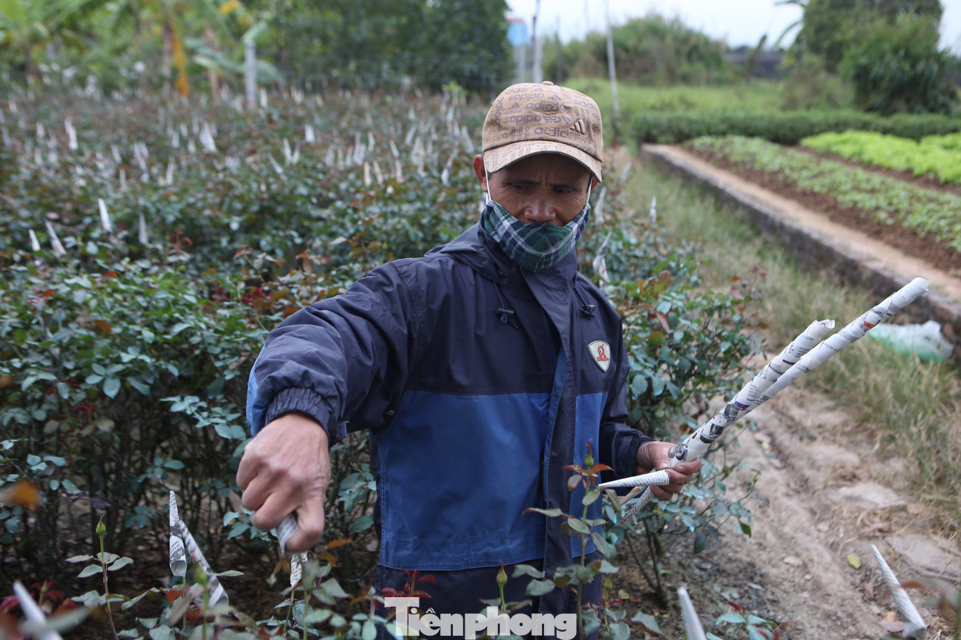 Xem người dân Hà Nội phòng chống rét cho cây trồng, hoa màu ảnh 6