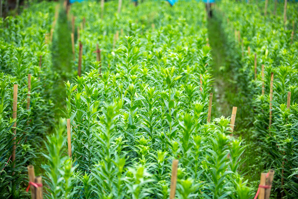 Người trồng hoa Hà Nội lâm cảnh 'hoa cười người khóc' ảnh 2